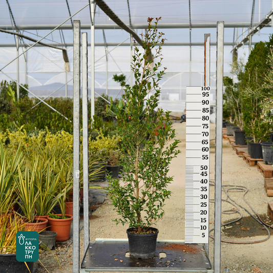 Eugenia myrtifolia newport
