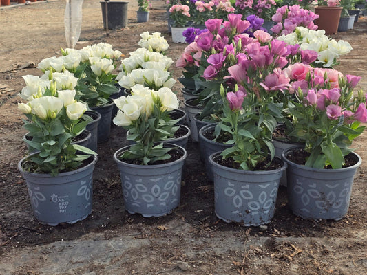 Eustoma (Λυσίανθος)