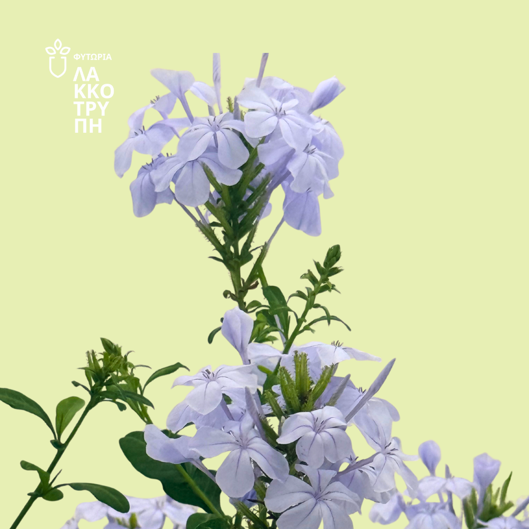 Plumbago auriculata (Πλουμπάγκο)