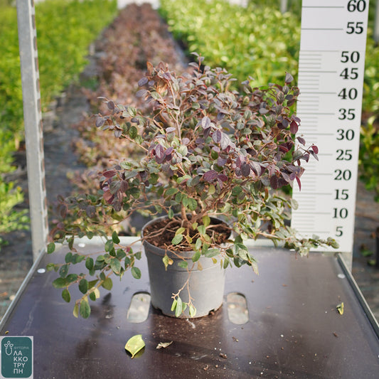 Loropetalum ch. Black Pearl