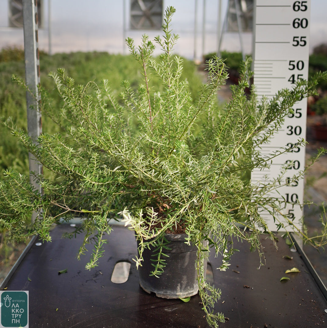 Westringia fruticosa