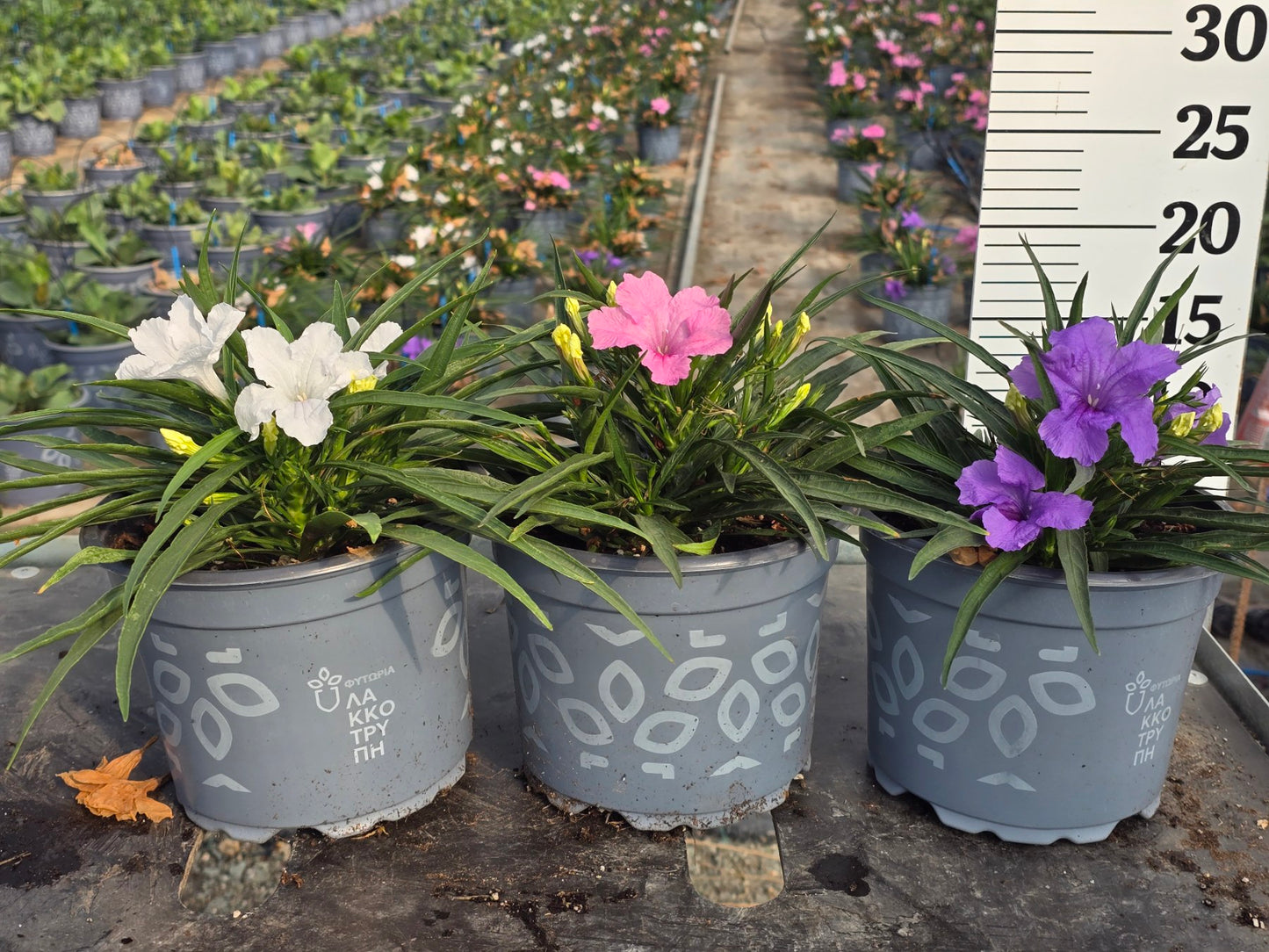 Ruellia