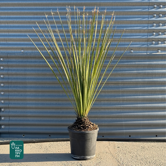 Dasylirion serratifolium