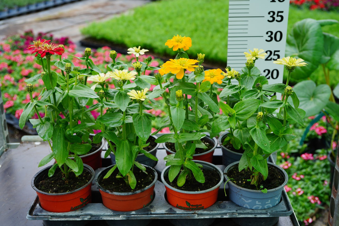 Zinnia