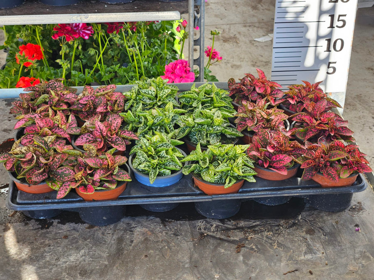 Hypoestes