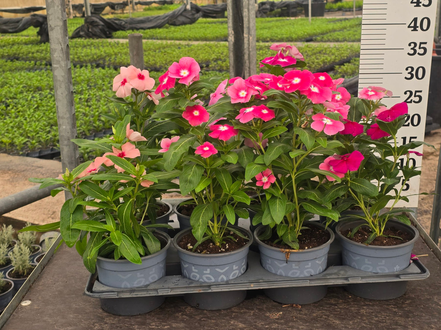 Catharanthus roseus - Δαφνάκι