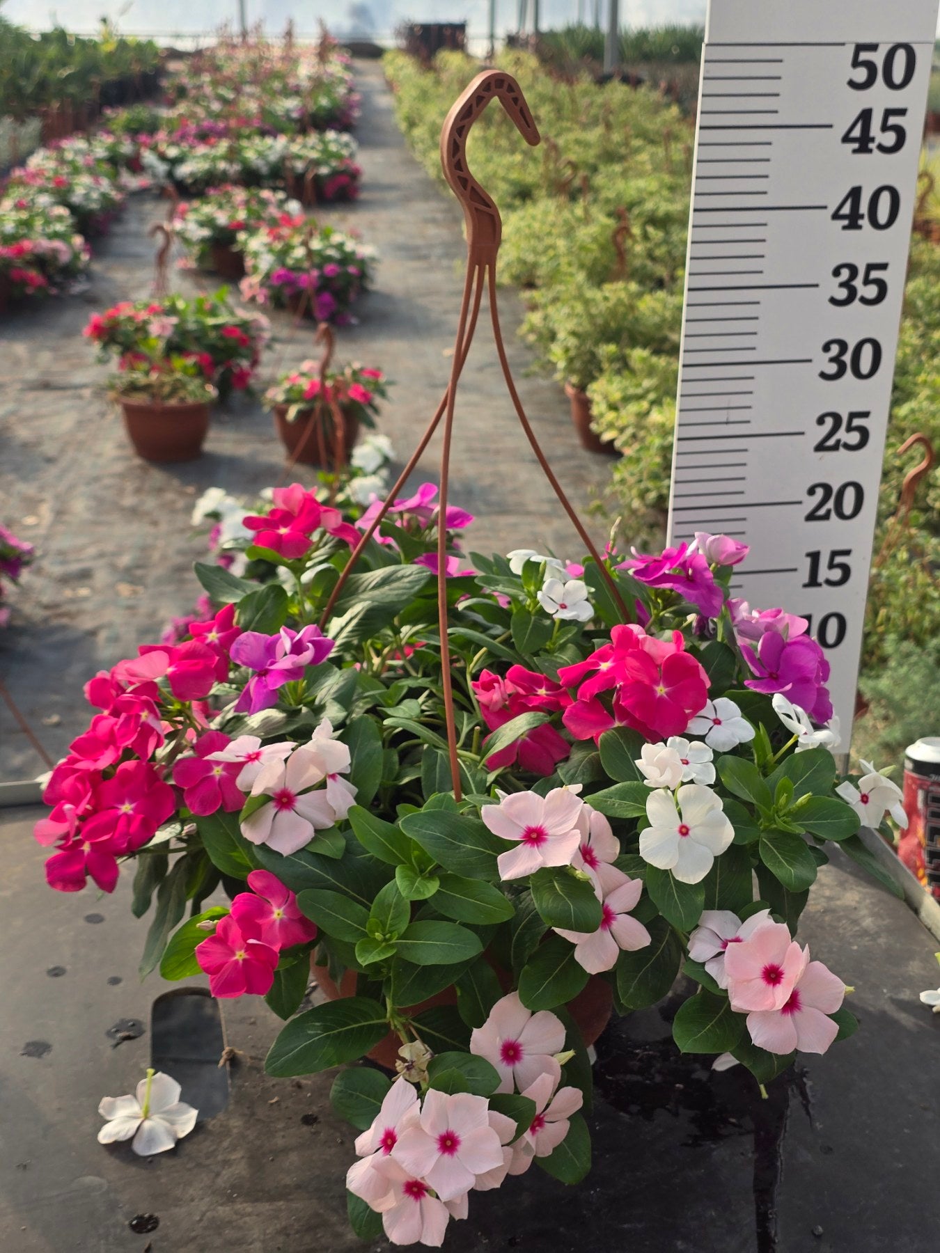 Catharanthus roseus - Δαφνάκι