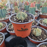 Euphorbia meloformis f. variegated