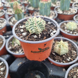 Euphorbia meloformis f. variegated