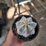 Astrophytum myriostigma  Hakuun Fukuryu