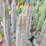 Euphorbia abdelkuri grafted.