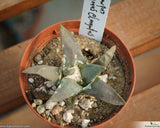 Ariocarpus trigonus var. elongatus