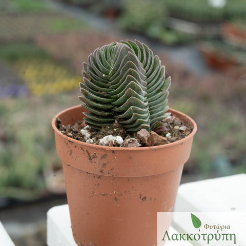 Crassula buddha's temple