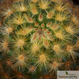 Mammillaria carmenae "rubrispina" 