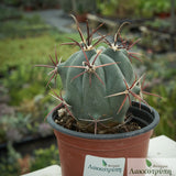 Ferocactus peninsulae