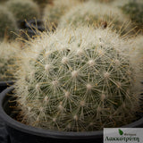 Mammillaria senilis