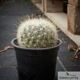 Mammillaria senilis