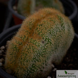Notocactus leninghausii cristata