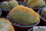 Notocactus leninghausii cristata