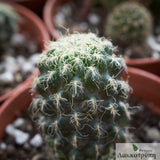 Sulcorebutia hertusii